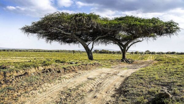 Safari Rally Kenya : programme et liste des engagés